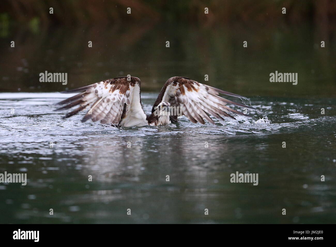 Osprey Pêche Banque D'Images