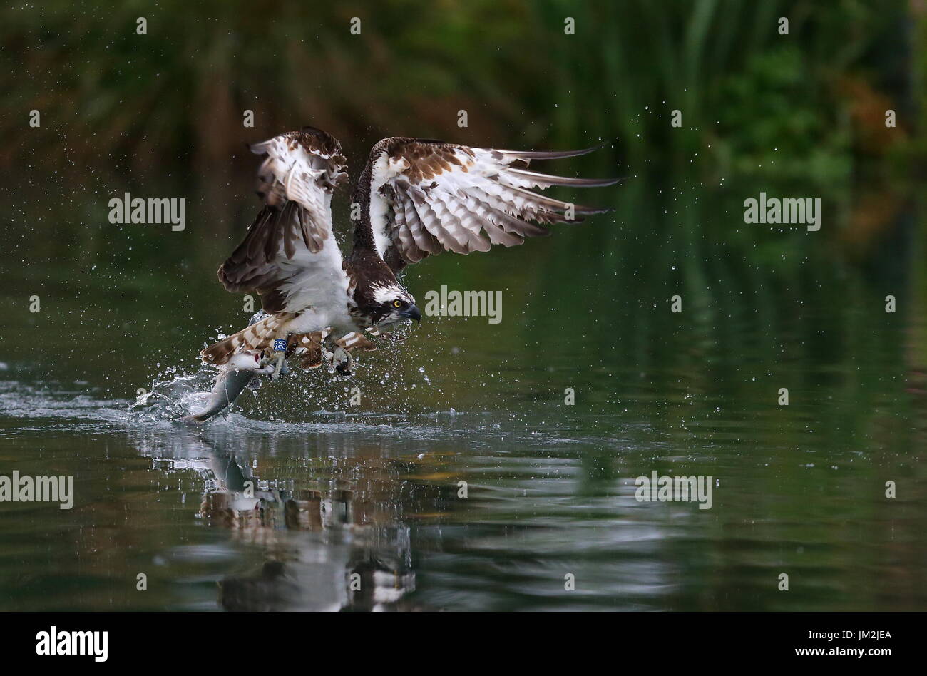 Osprey Pêche Banque D'Images