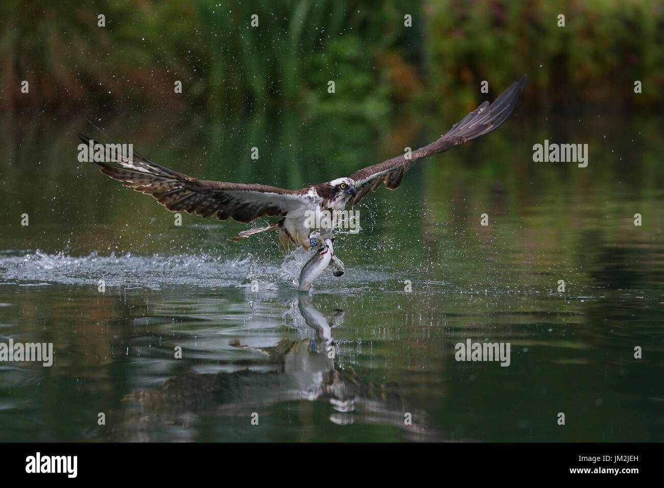 Osprey Pêche Banque D'Images