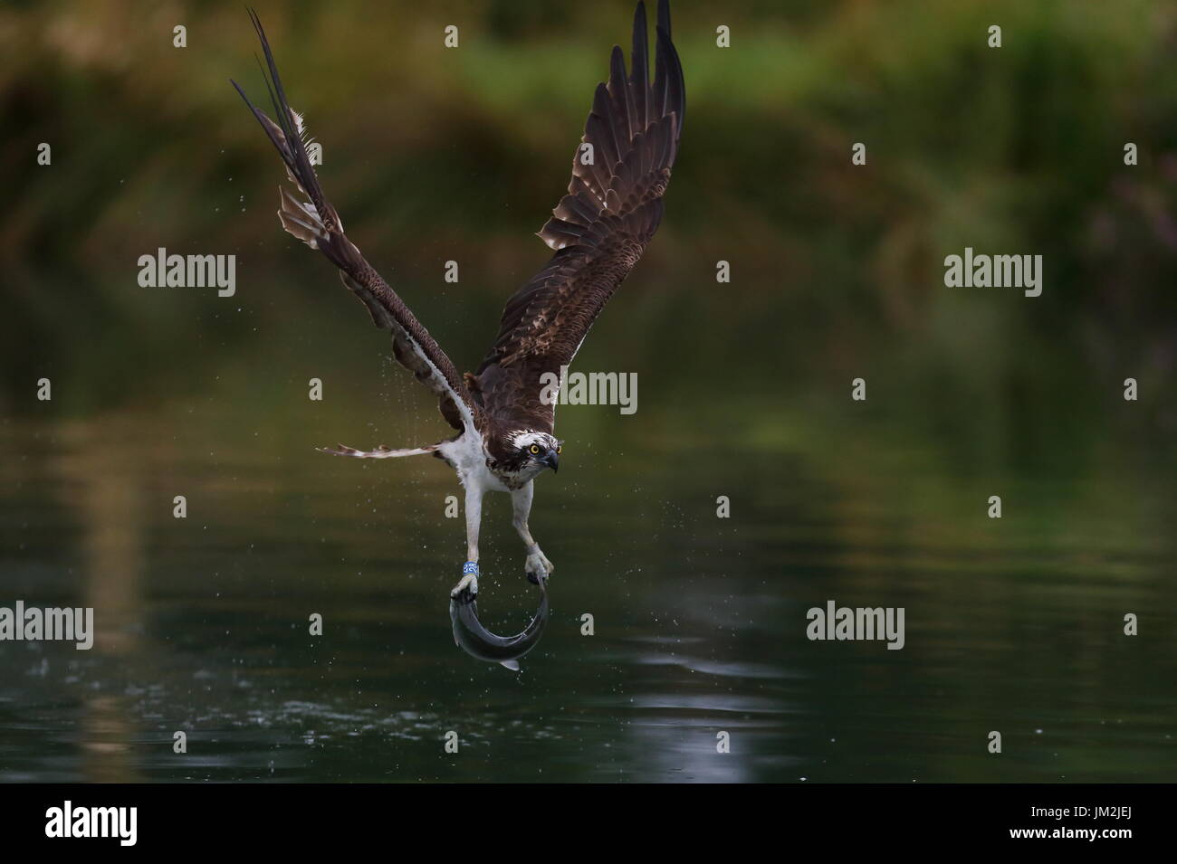 Osprey Pêche Banque D'Images