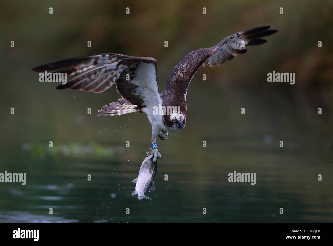 Osprey Pêche Banque D'Images