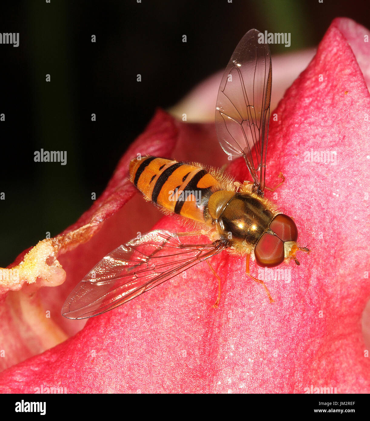 Hover vole sur Lilly plante en chambre jardin. Banque D'Images