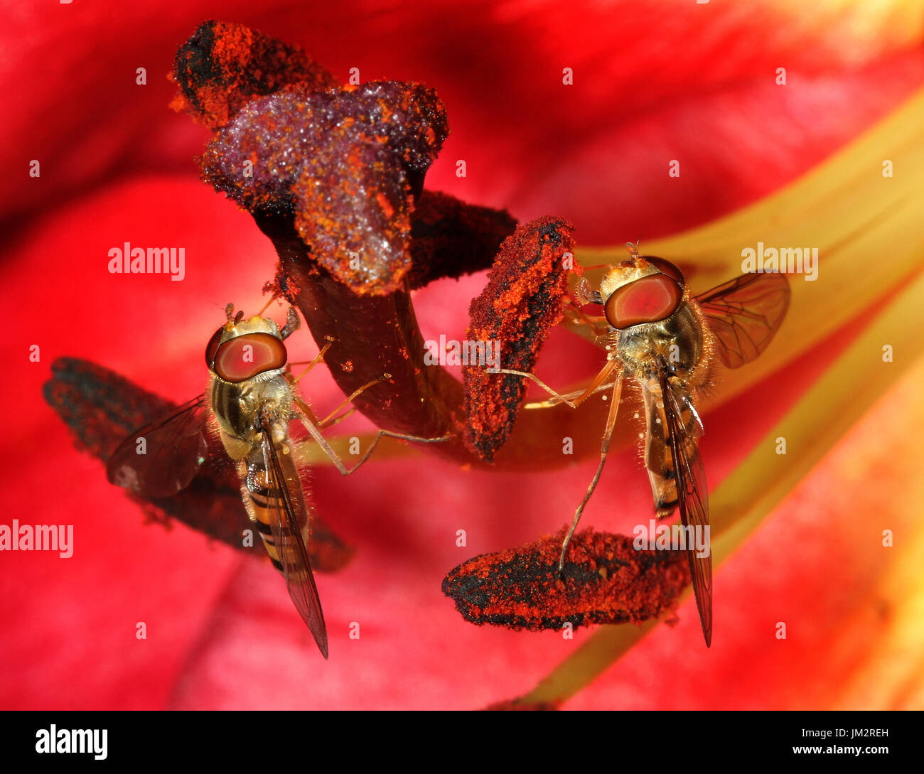 Hover vole sur Lilly plante en chambre jardin. Banque D'Images