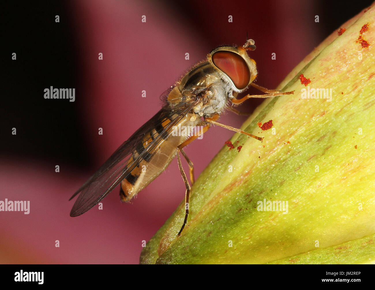 Hover vole sur Lilly plante en chambre jardin. Banque D'Images