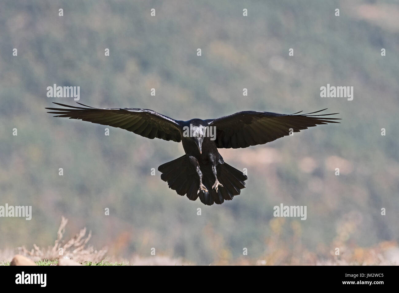 Grand Corbeau Corvus corax Pyrénées espagnoles Banque D'Images