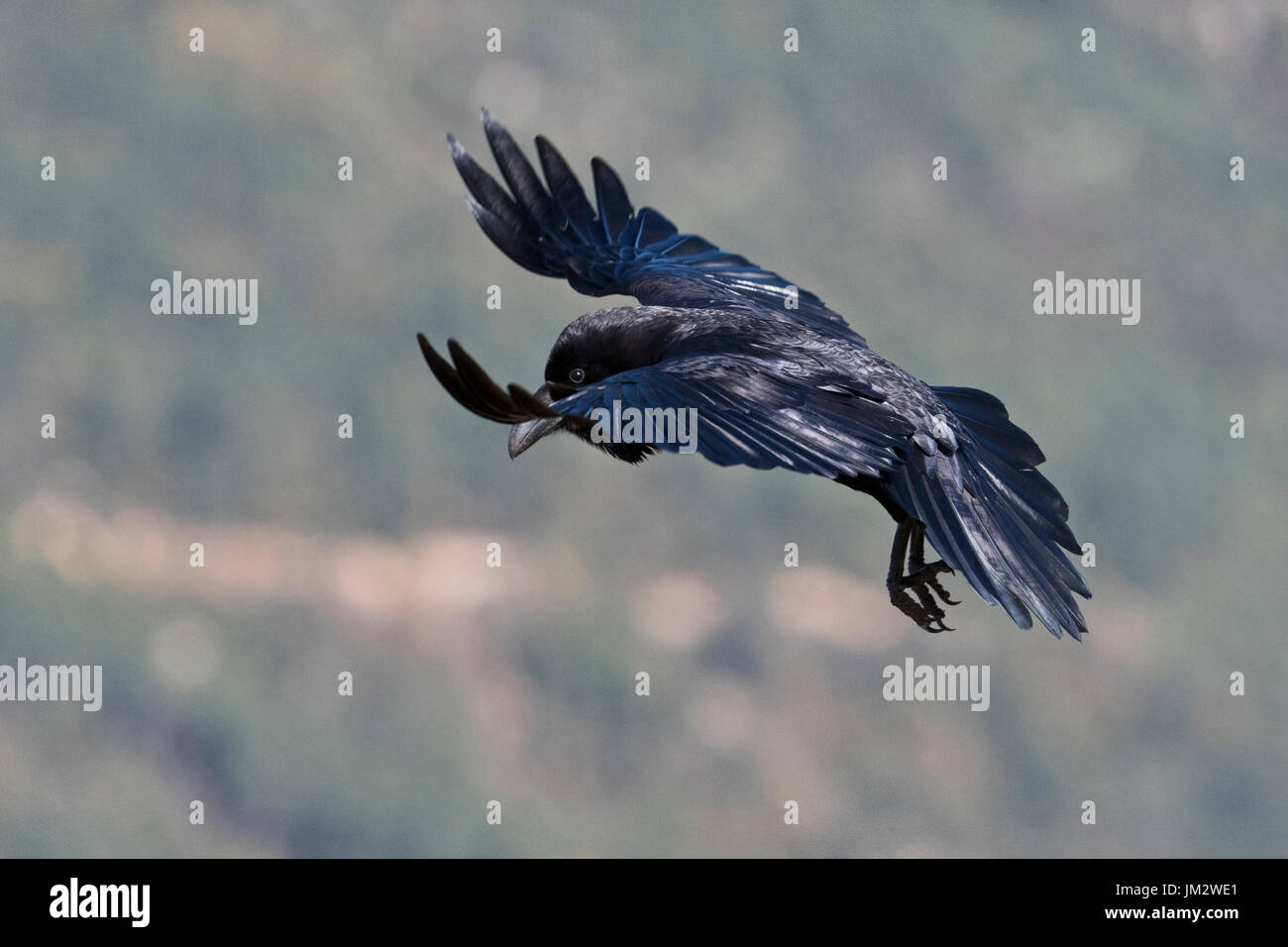 Grand Corbeau Corvus corax Pyrénées espagnoles Banque D'Images