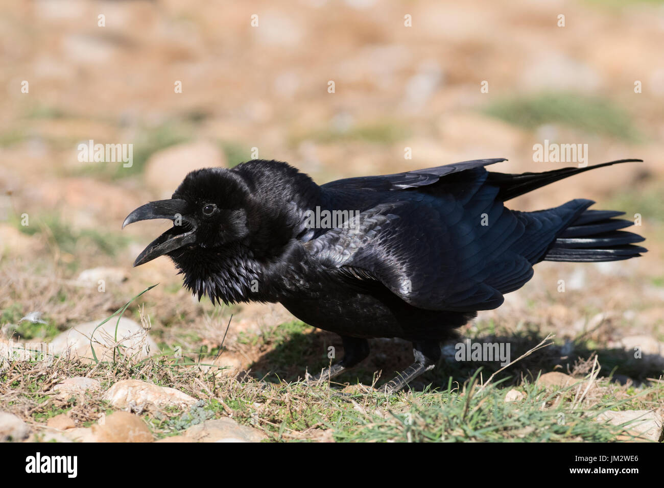Grand Corbeau Corvus corax appelant Pyrénées espagnoles Banque D'Images