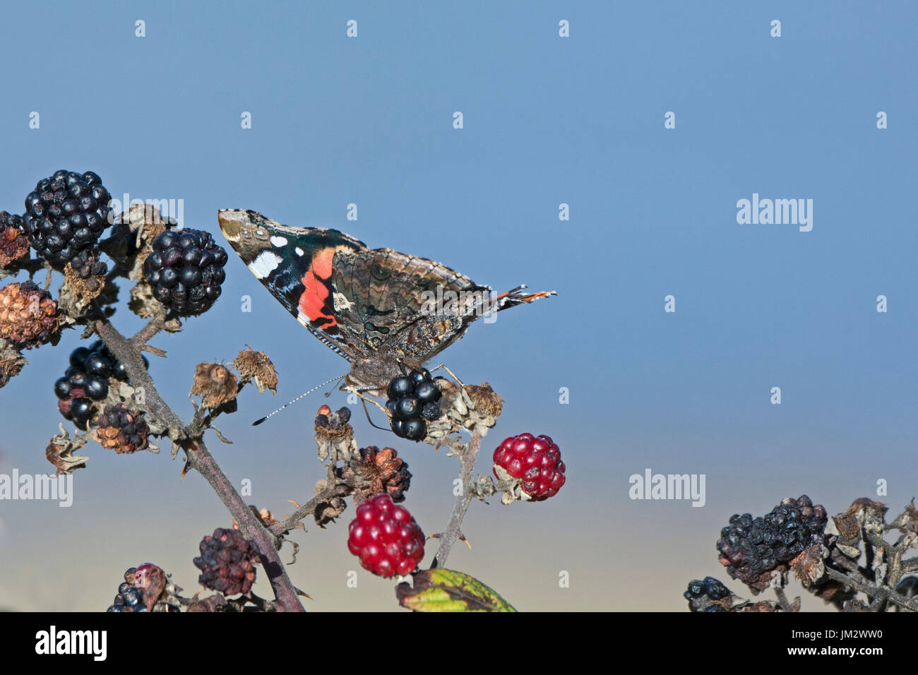 Vulcain Vanessa atalanta sur les framboises en automne Norfolk Banque D'Images