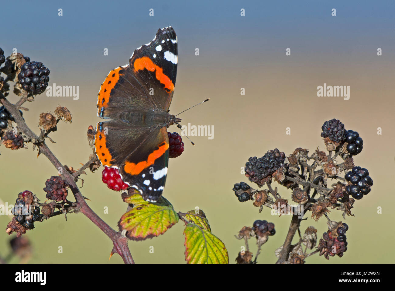 Vulcain Vanessa atalanta sur les framboises en automne Norfolk Banque D'Images