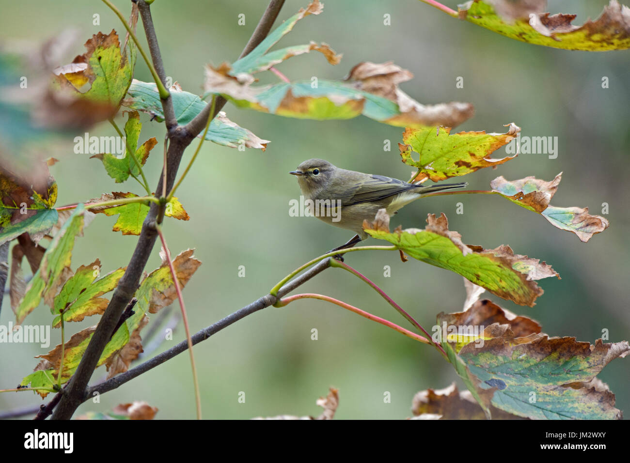 Grosbec casse-noyaux Phylloscopus collybita en automne East Hills North Norfolk Octobre Banque D'Images