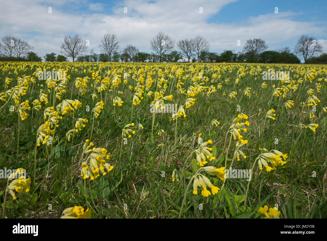 Une prairie de la mise sur un Cowslips Pâques spectaculaire afficher près de North Norfolk Hunstanton Banque D'Images