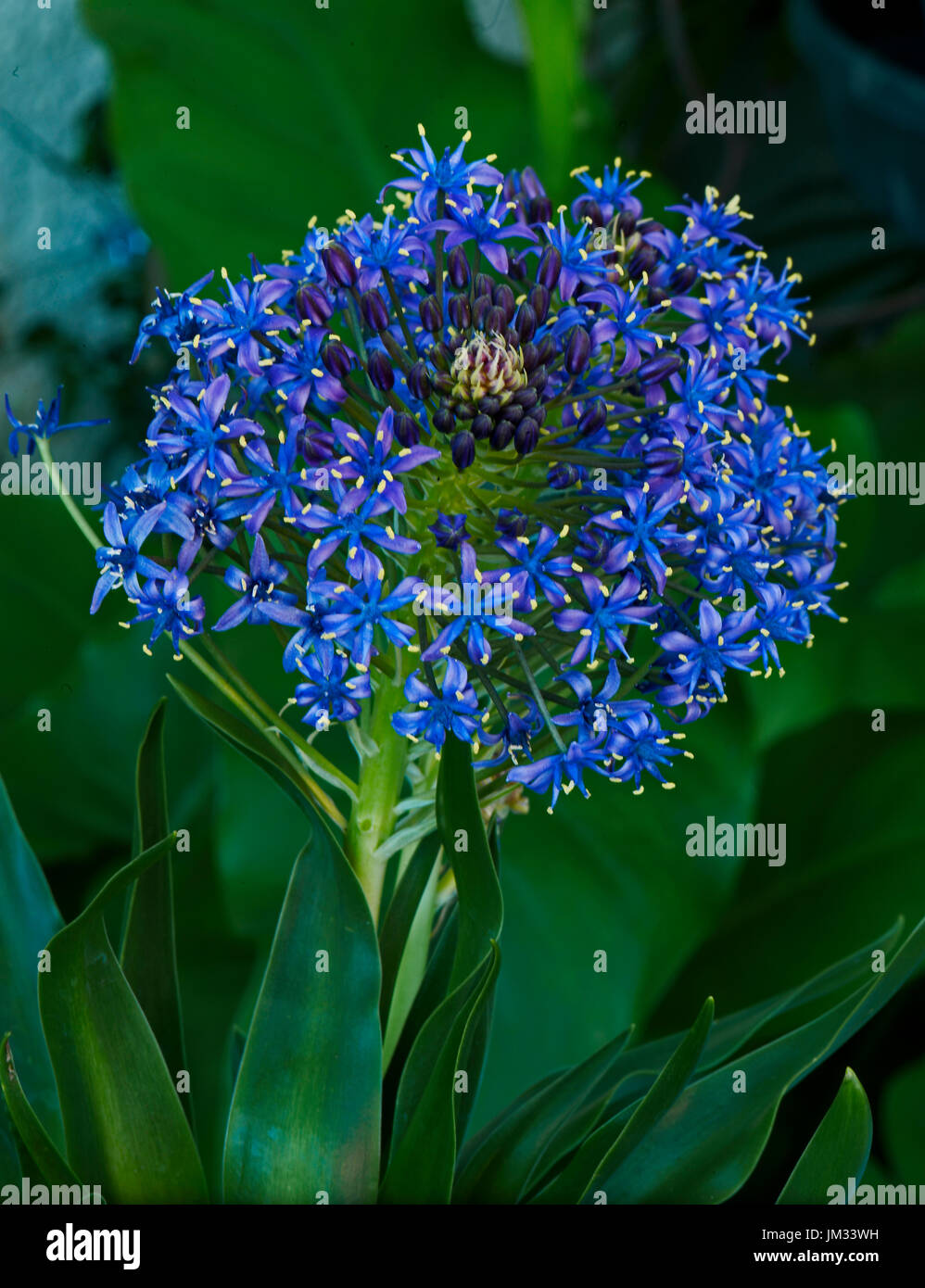 Scilla peruviana en fleur Banque D'Images