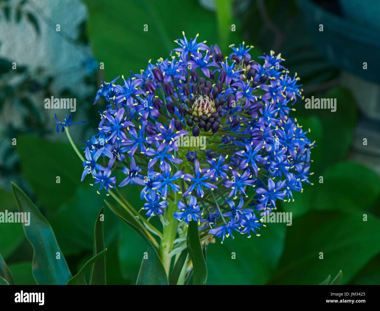 Scilla peruviana en fleur Banque D'Images