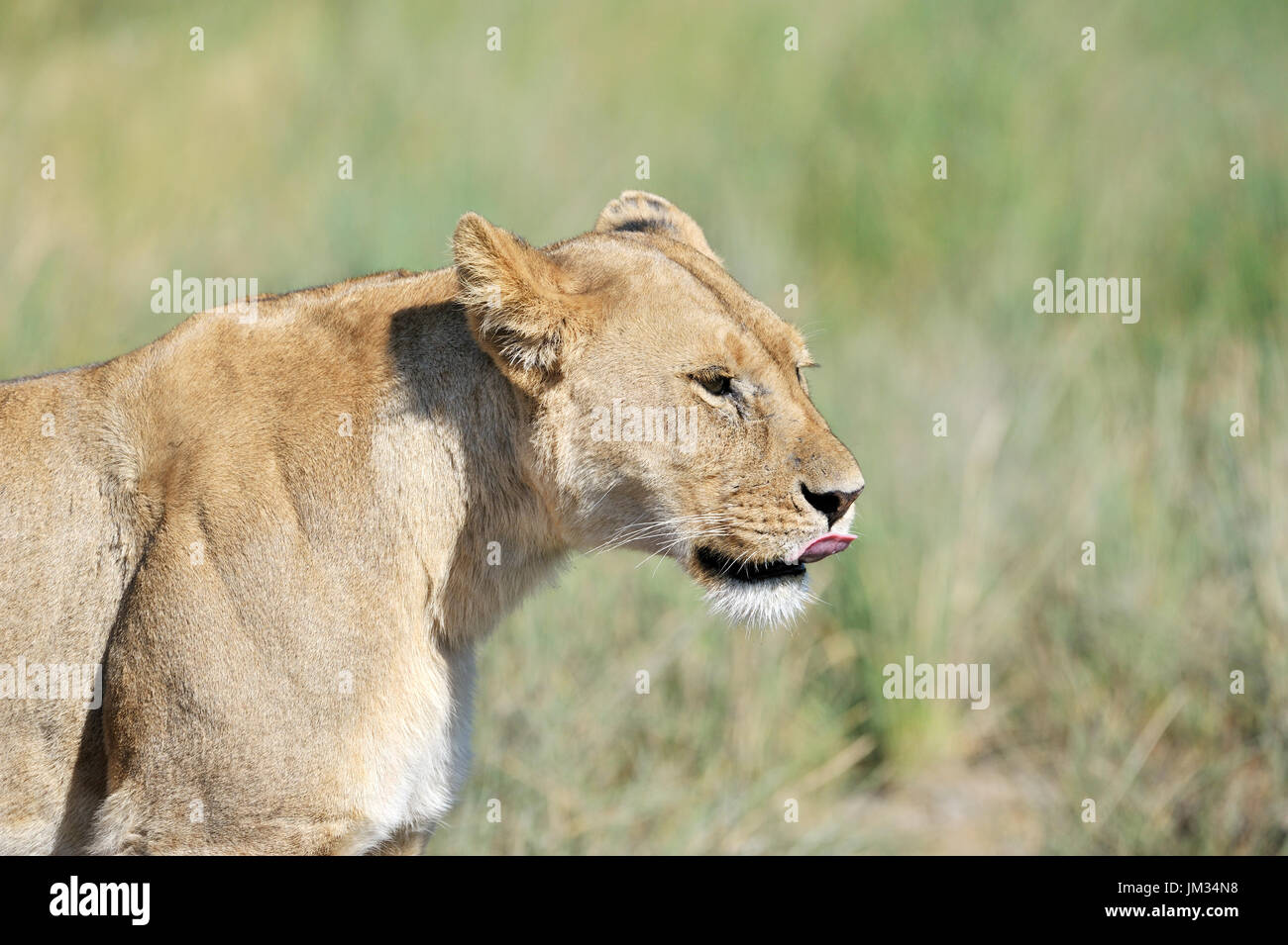 Lioness (Panthera leo) dans la savane, le Parc National du Serengeti, Tanzanie Banque D'Images