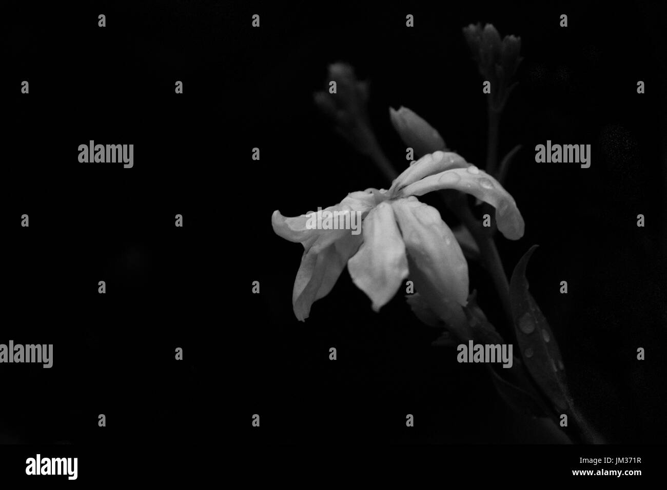 Une soirée remplie de la lumière d'une seule jasmine Banque D'Images