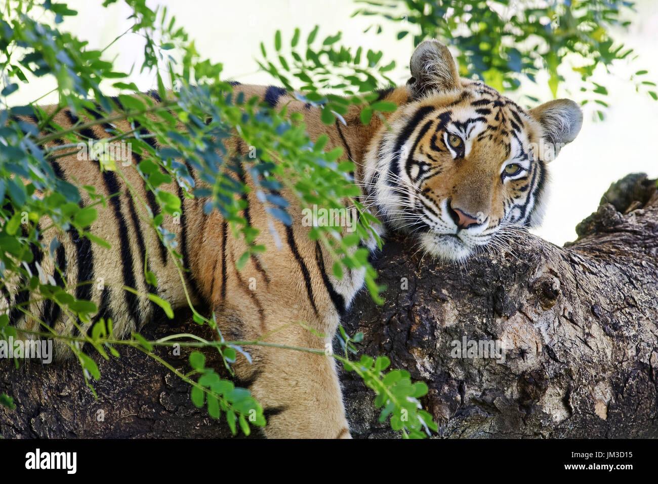 - Tigre du Bengale Panthera tigris tigris Banque D'Images