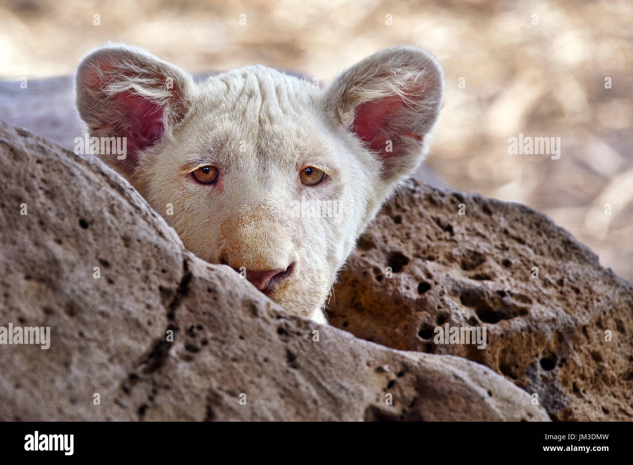 Blanc d'Afrique lion cub - Panthera leo Banque D'Images