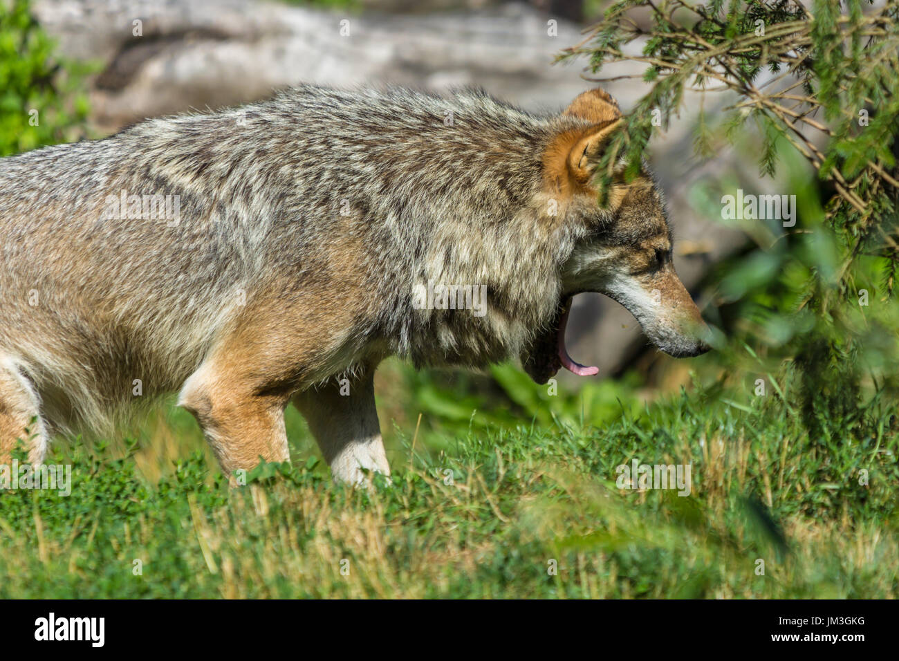 Gray wolf européen avec bouche ouverte béante Banque D'Images