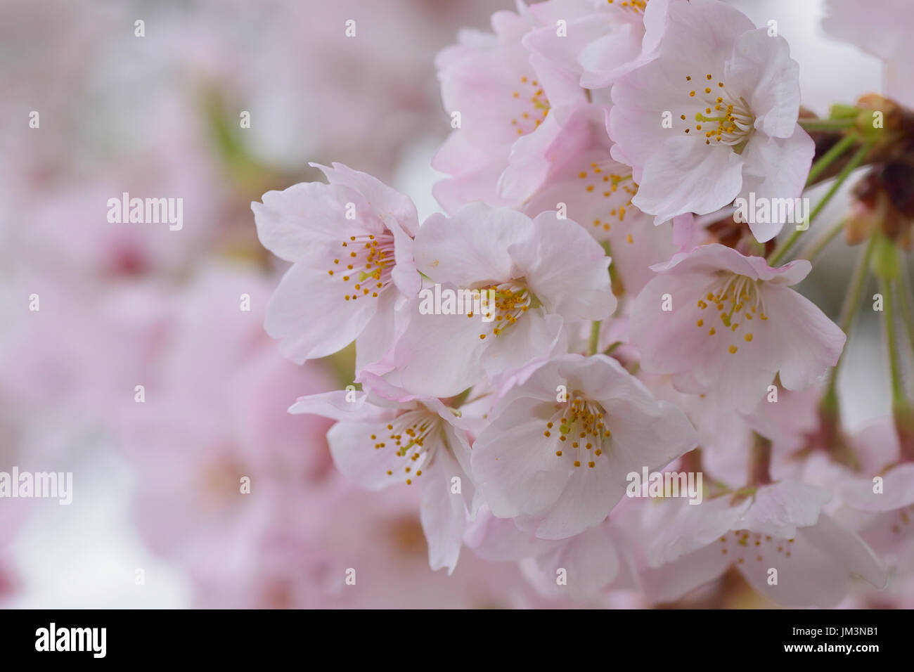 Détails de macro white somei yoshino cherry blossom branches dans la structure horizontale Banque D'Images