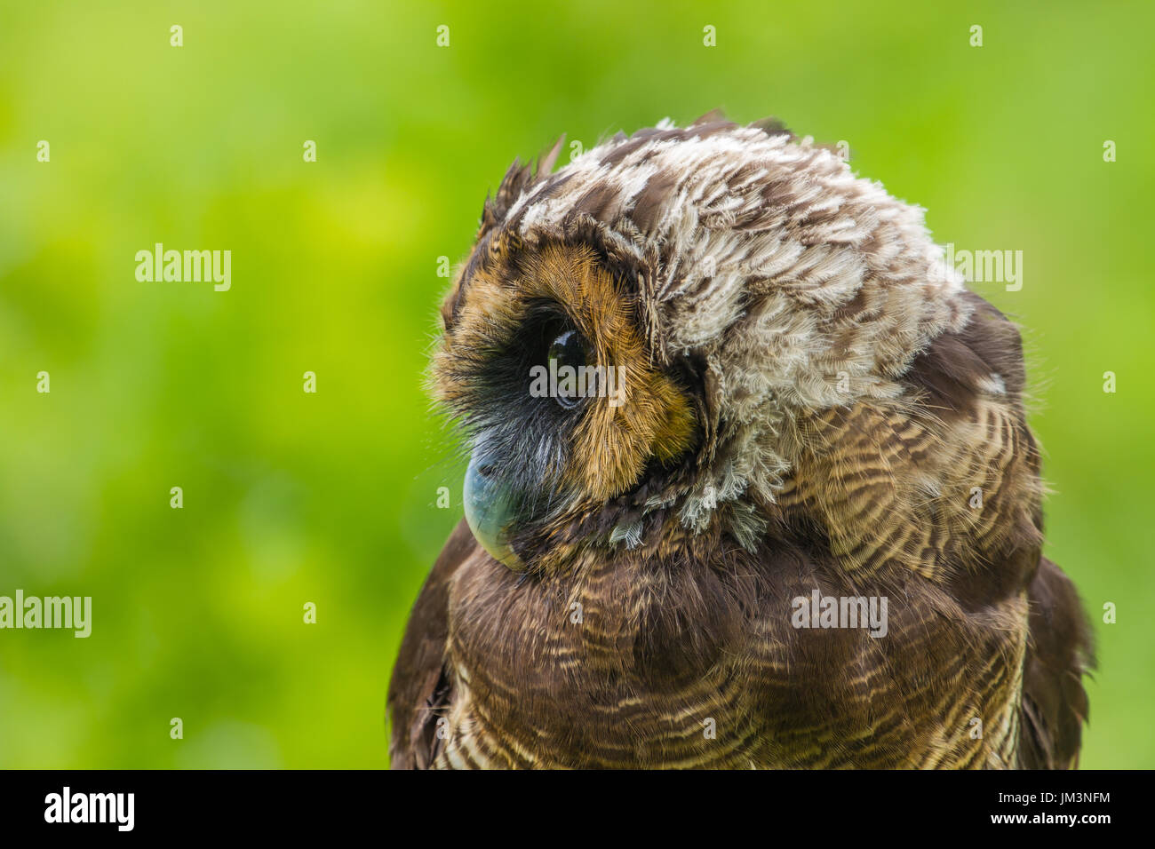 Asian Brown Wood Owl on tree in forest Banque D'Images