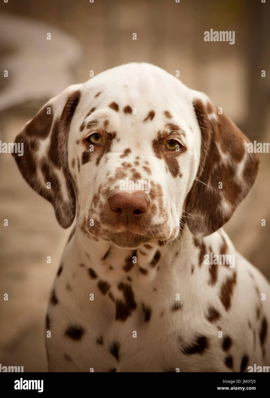Portrait D Un Chiot Dalmatien Marron Photo Stock Alamy