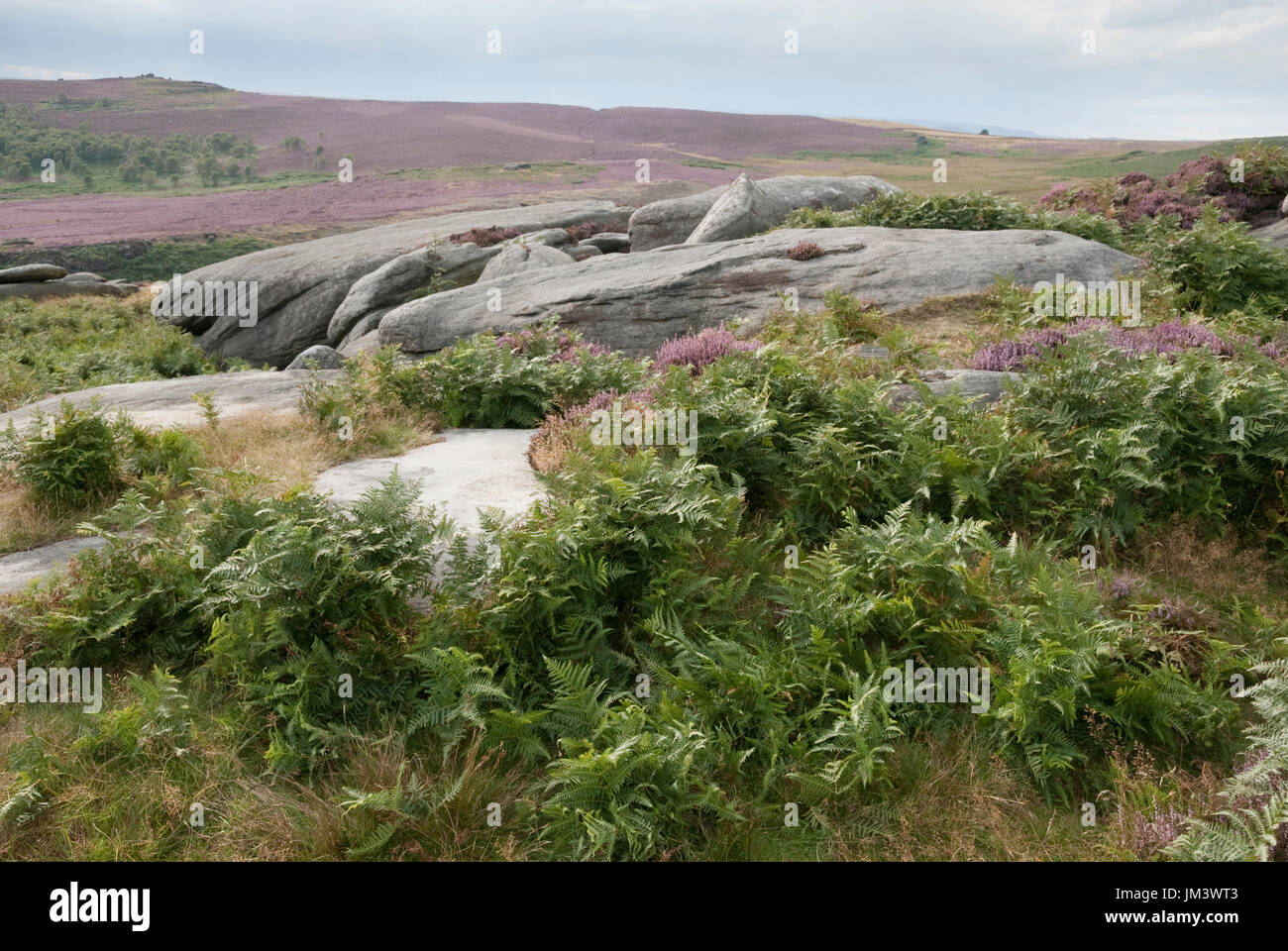 Le Derbyshire, Royaume-Uni - 19 août 2015 : Vert Fougères et les rochers font place à un paysage de bruyère rose le 24 août sur Hathersage Moor, Peak District Banque D'Images