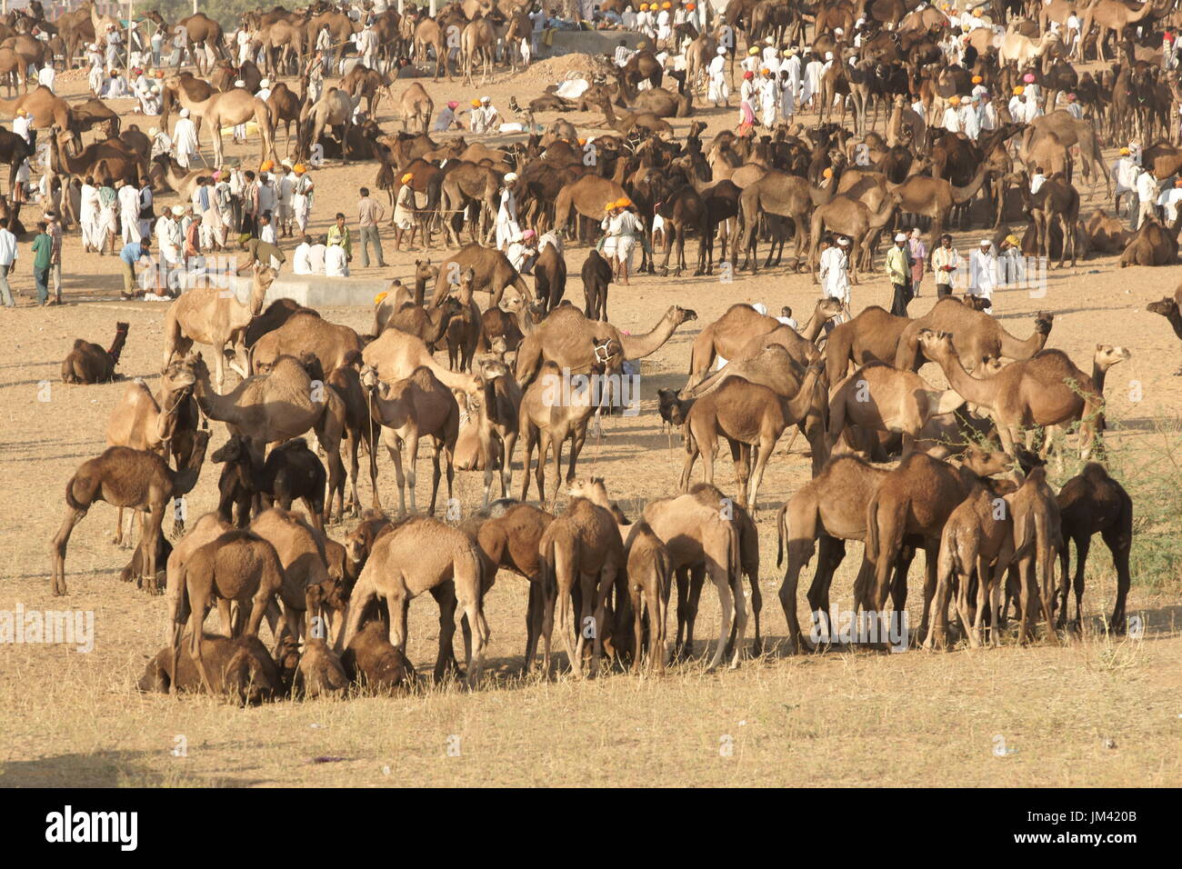 Les gens et les chameaux à perte de vue à l'assemblée annuelle du festival de Pushkar au Rajasthan, Inde. Banque D'Images