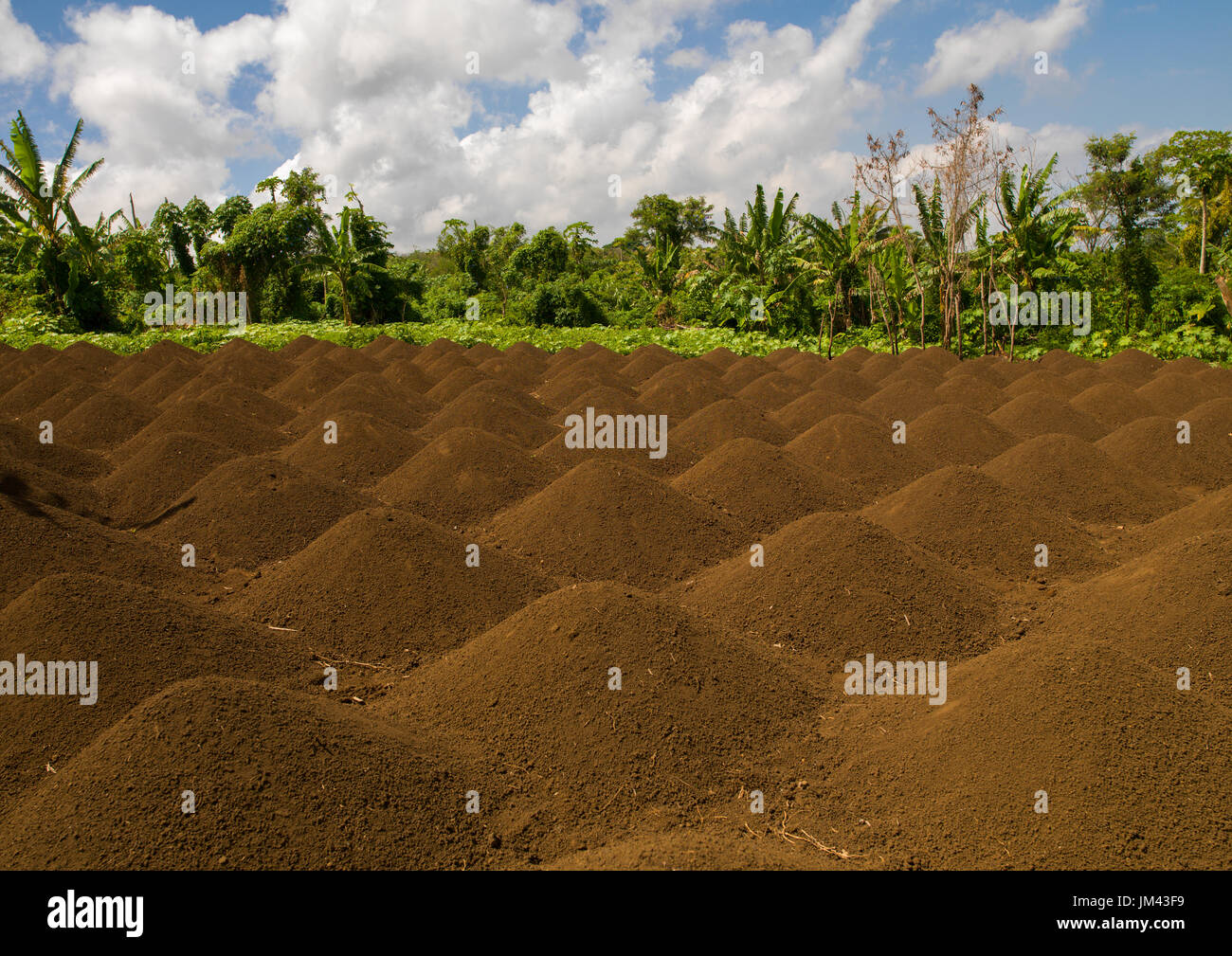 Pour la culture de l'igname, des monticules de l'île de Tanna, Vanuatu, Epai Banque D'Images