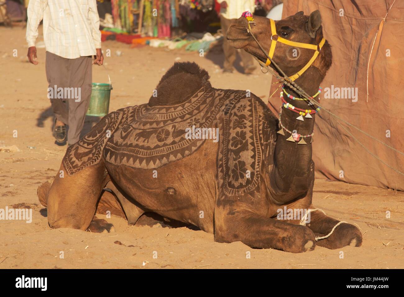 Chameau avec motif élaboré coupé dans sa fourrure. Salon du bétail de Nagaur Rajasthan Inde Banque D'Images