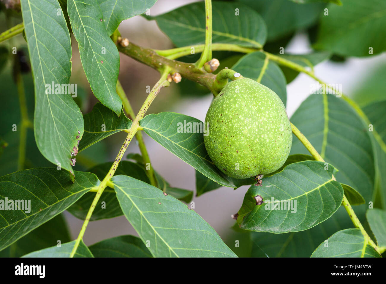Noix verte fruits sur arbre en saison d'été en région de Krasnodar en Russie Banque D'Images