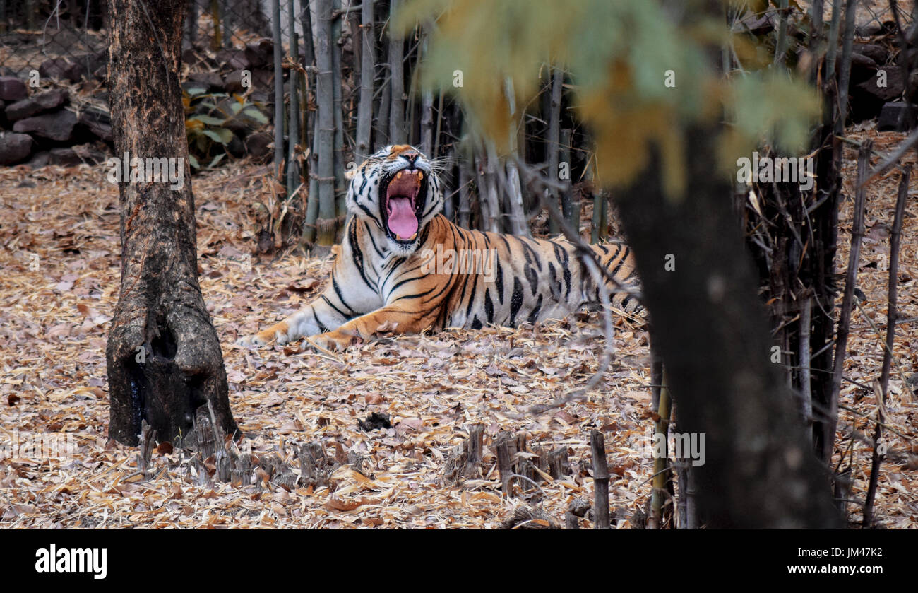 Ce qu'une vue splendide, de voir un gros chat rugissements. L'une des meilleures expériences de ma vie. En effet. Les tigres sont des animaux étonnants. Doit les sauver. Banque D'Images