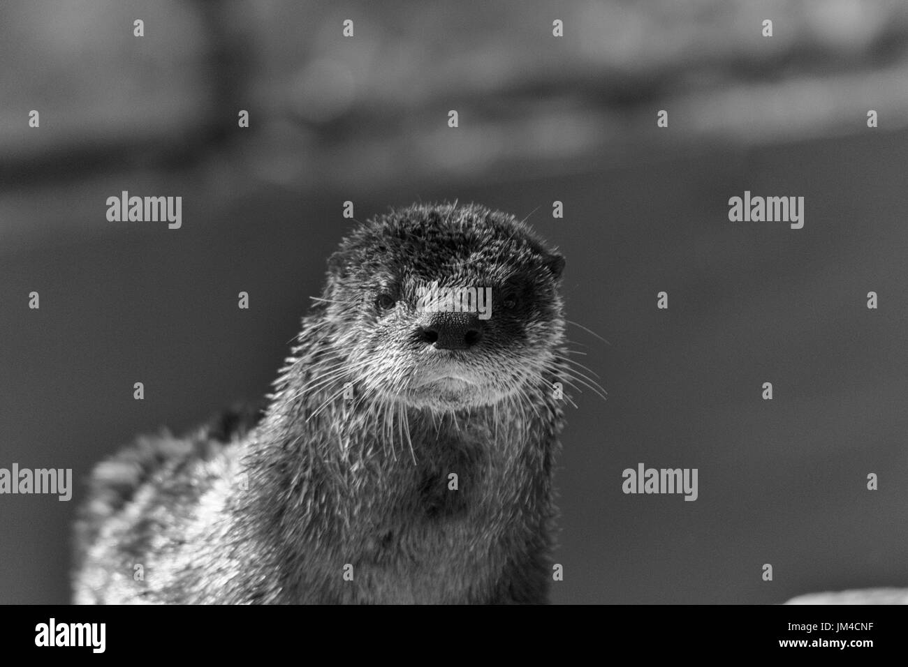 Une loutre (Lontra canadensis) ressemble à l'appareil photo Banque D'Images