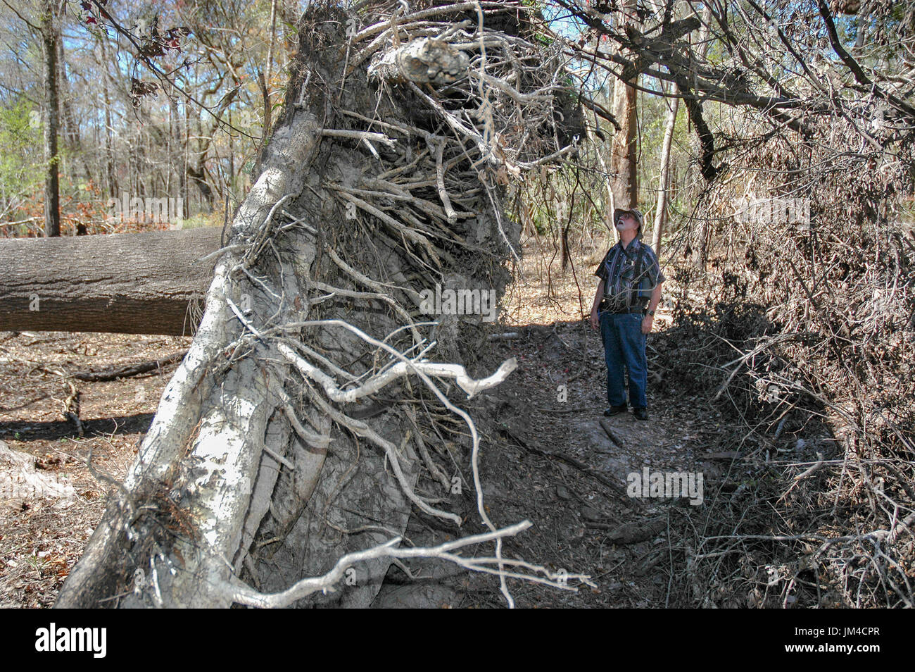 L'homme inspecte la motte de racines d'un chêne qui est tombée sur au Oleno State Park, dans le centre nord de la Floride Banque D'Images