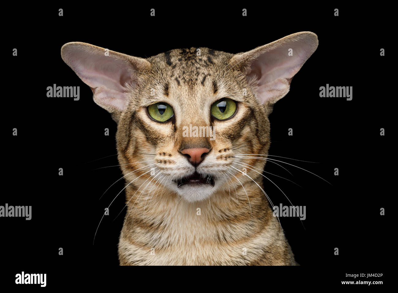 Chat Oriental Avec De Grandes Oreilles Noires Sur Fond Isole Photo Stock Alamy