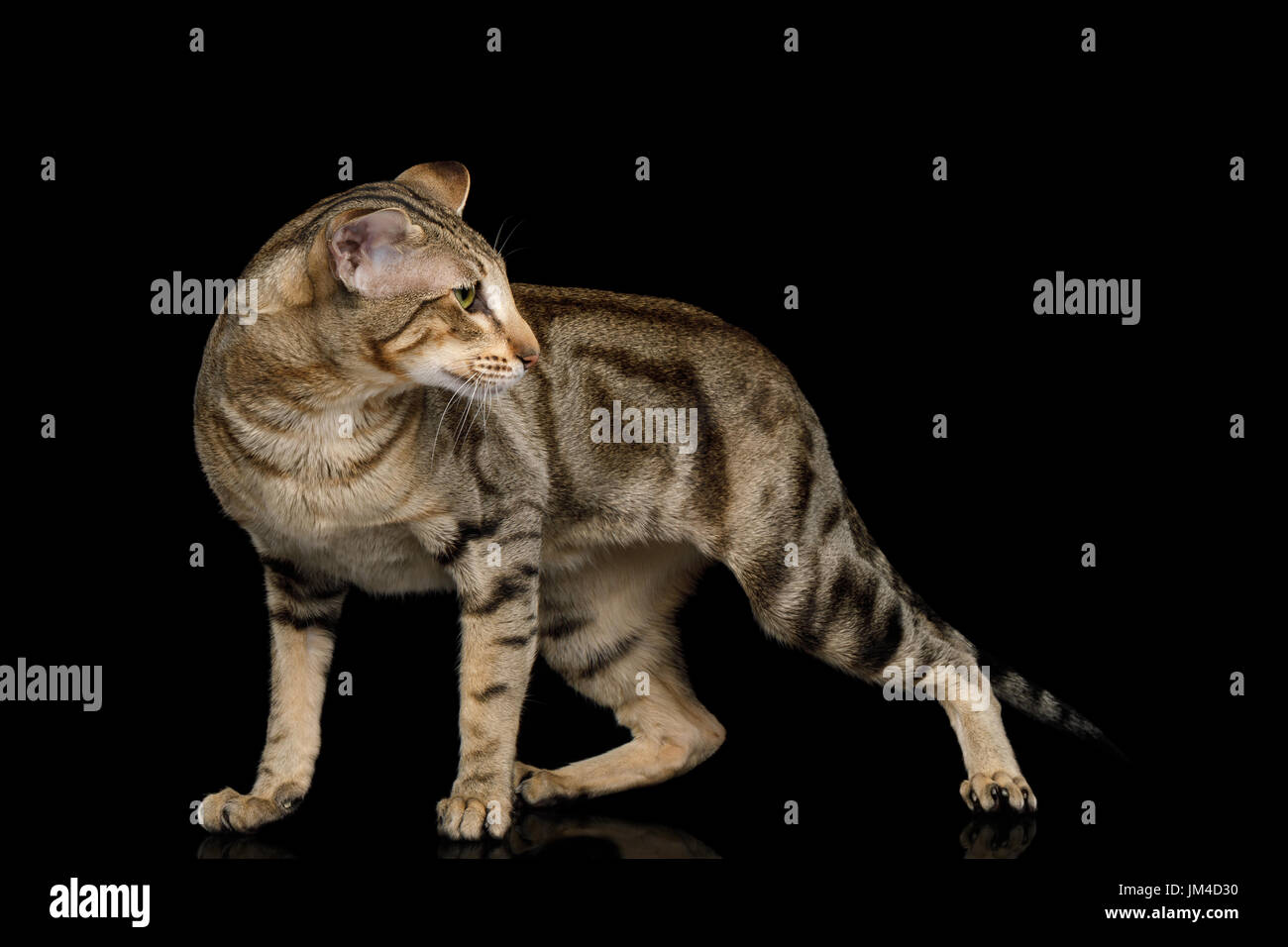 Chat Oriental Avec De Grandes Oreilles Noires Sur Fond Isole Photo Stock Alamy Chat Oriental Avec De Grandes Oreilles Noires Sur Fond Isole Photo Stock Alamy
