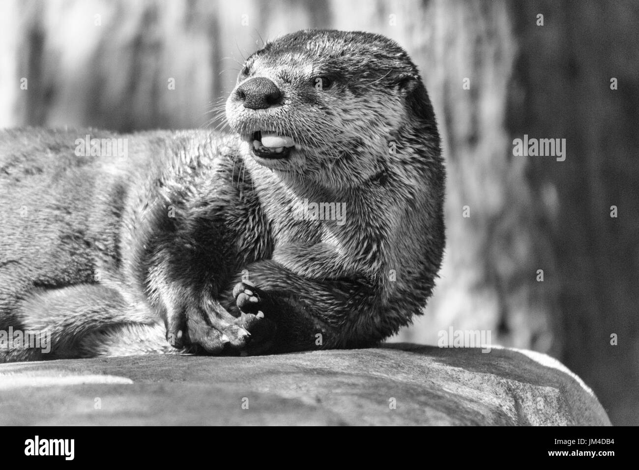 Une loutre (Lontra canadensis) longues sur un rocher Banque D'Images