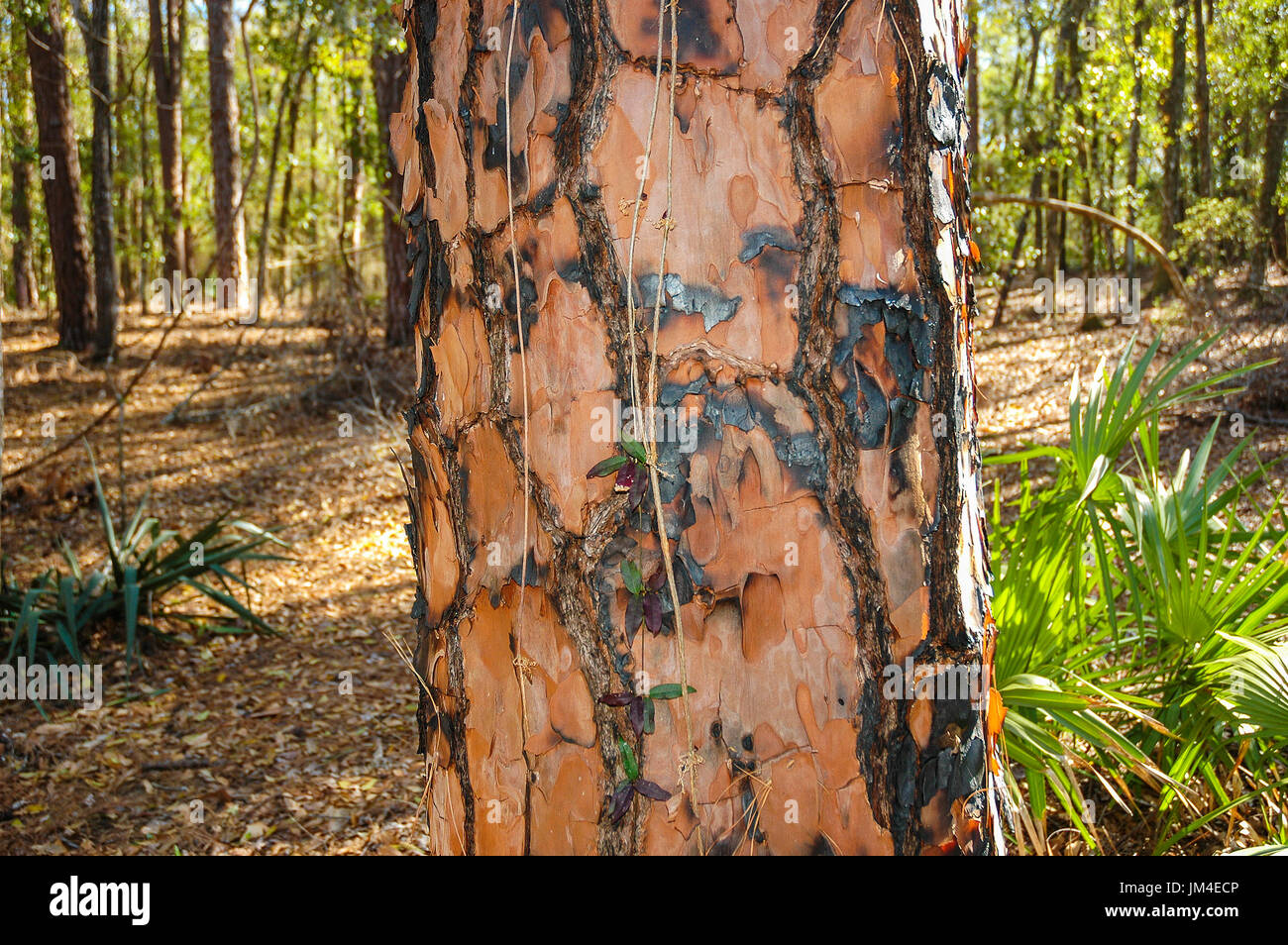 Des cicatrices de feu à Oleno pine tree State Park. Banque D'Images