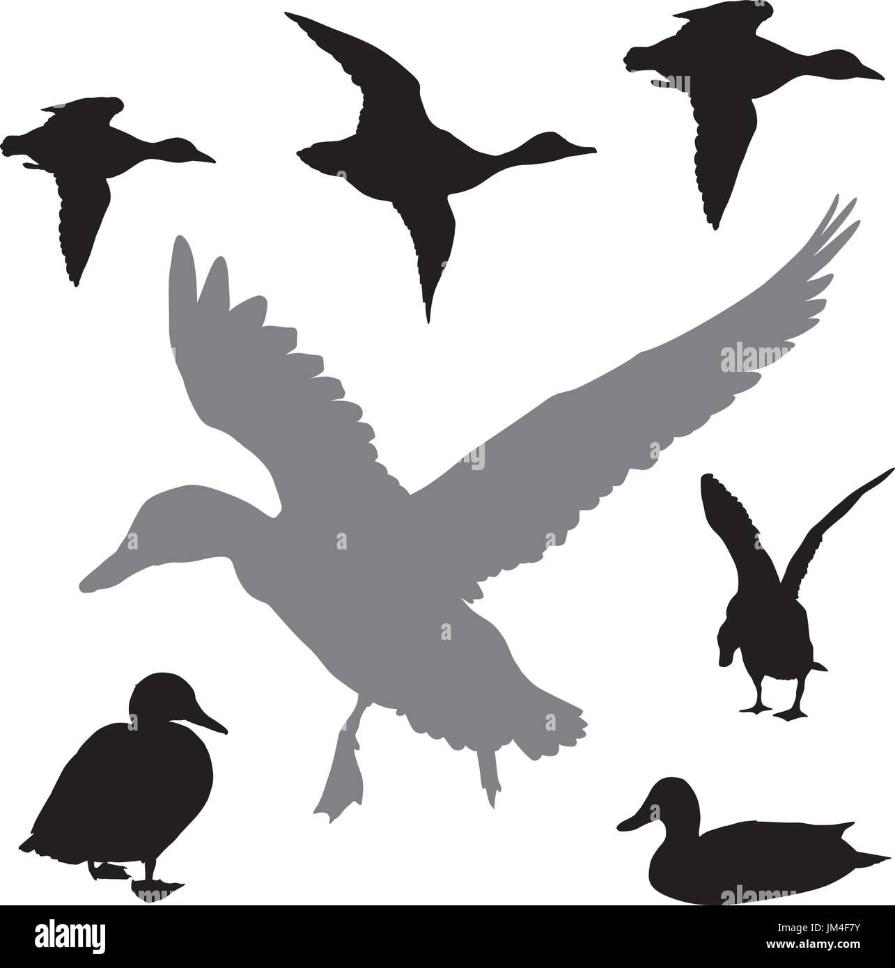 Vector collection canards Illustration de Vecteur