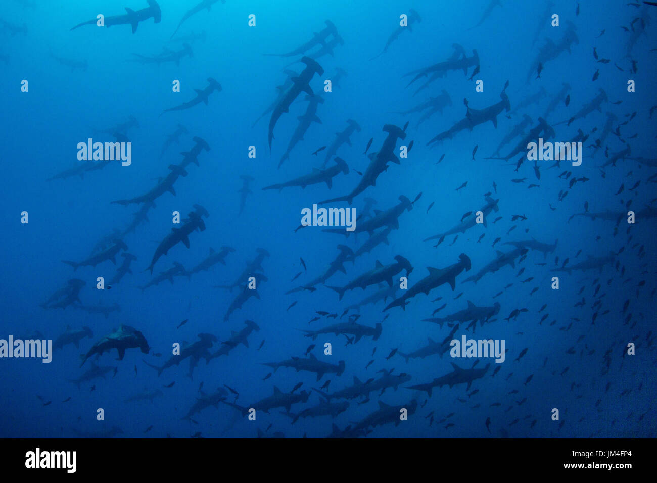 Les requins marteaux, Cocos Island Banque D'Images