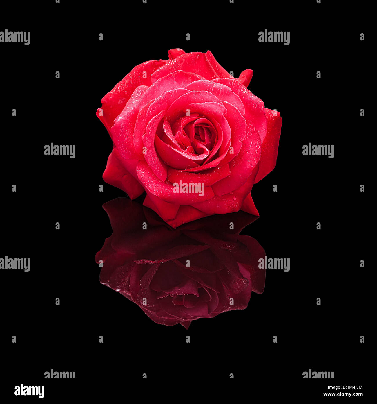Rose rouge fleur avec gouttes d'eau isolé sur un fond noir avec un reflet naturel. Banque D'Images