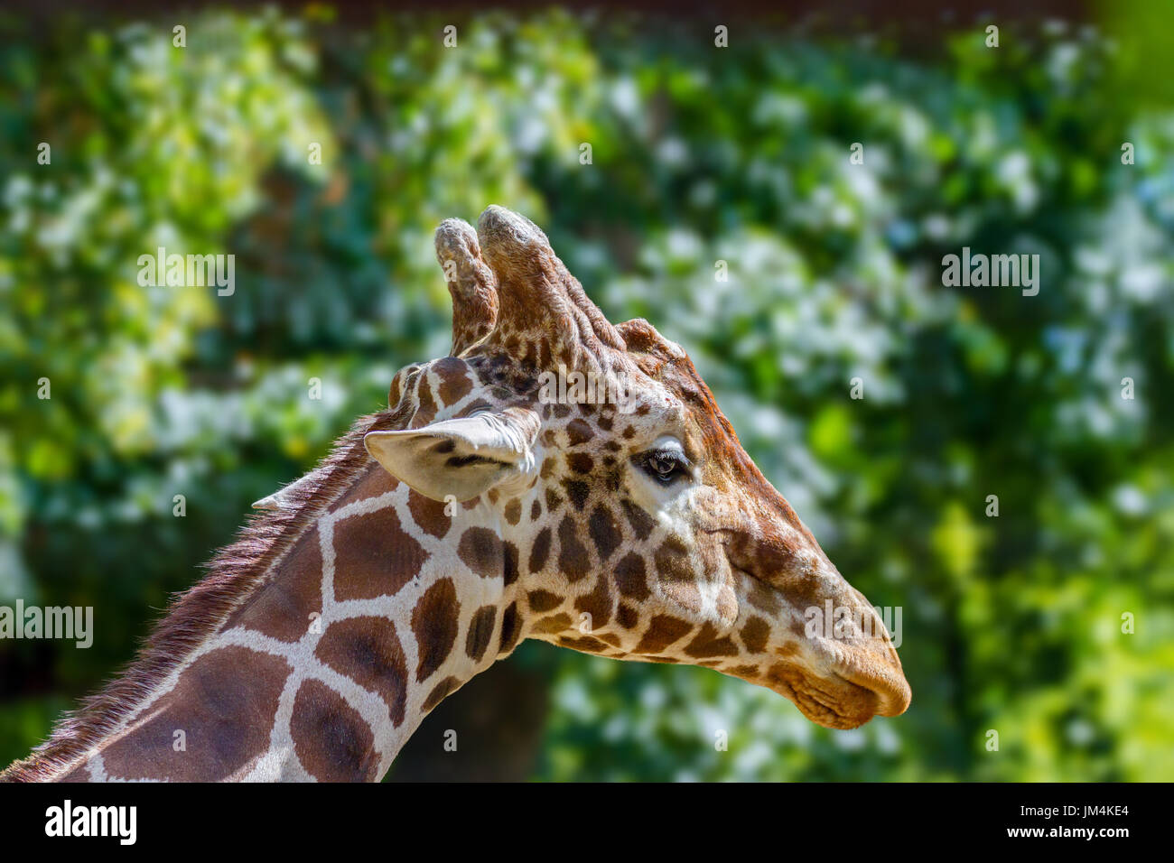 Image de la tête d'un animal sauvage Girafe au zoo Banque D'Images