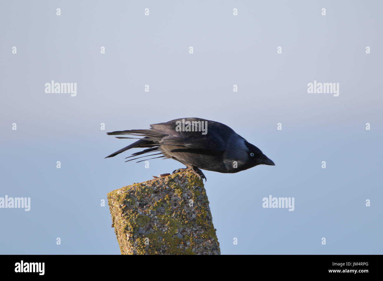 Choucas sur le point de décoller de poste à Bempton Cliffs. UK Banque D'Images