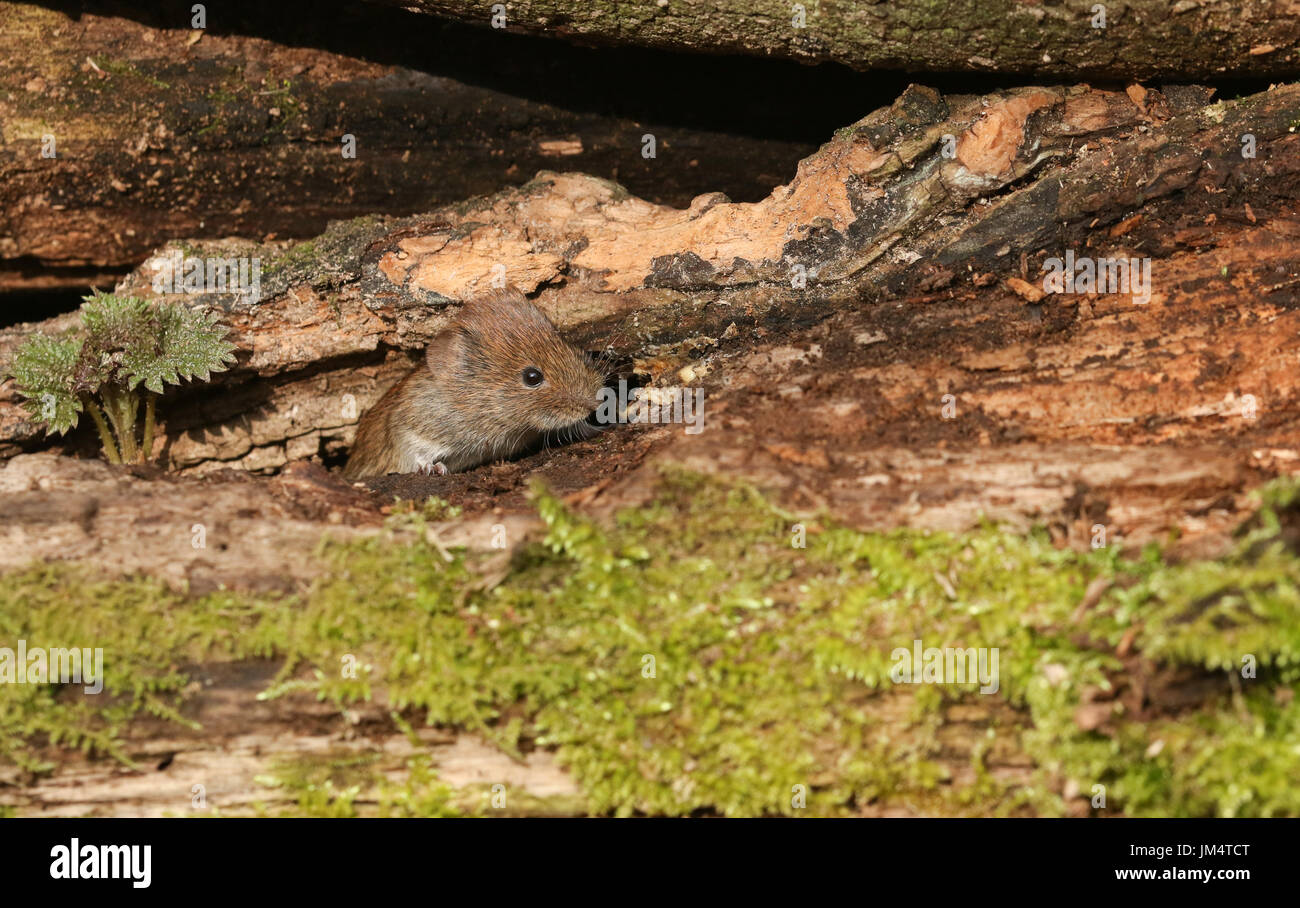 Un mignon petit Campagnol roussâtre (Clethrionomys glareolus) poussant sur la tête dans un journal de pile. Banque D'Images