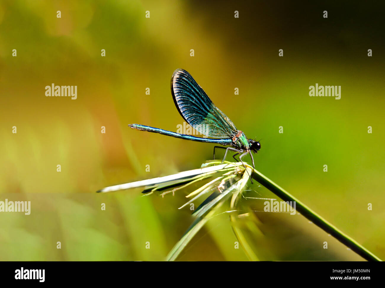 Dragonfly resting on plant Banque D'Images
