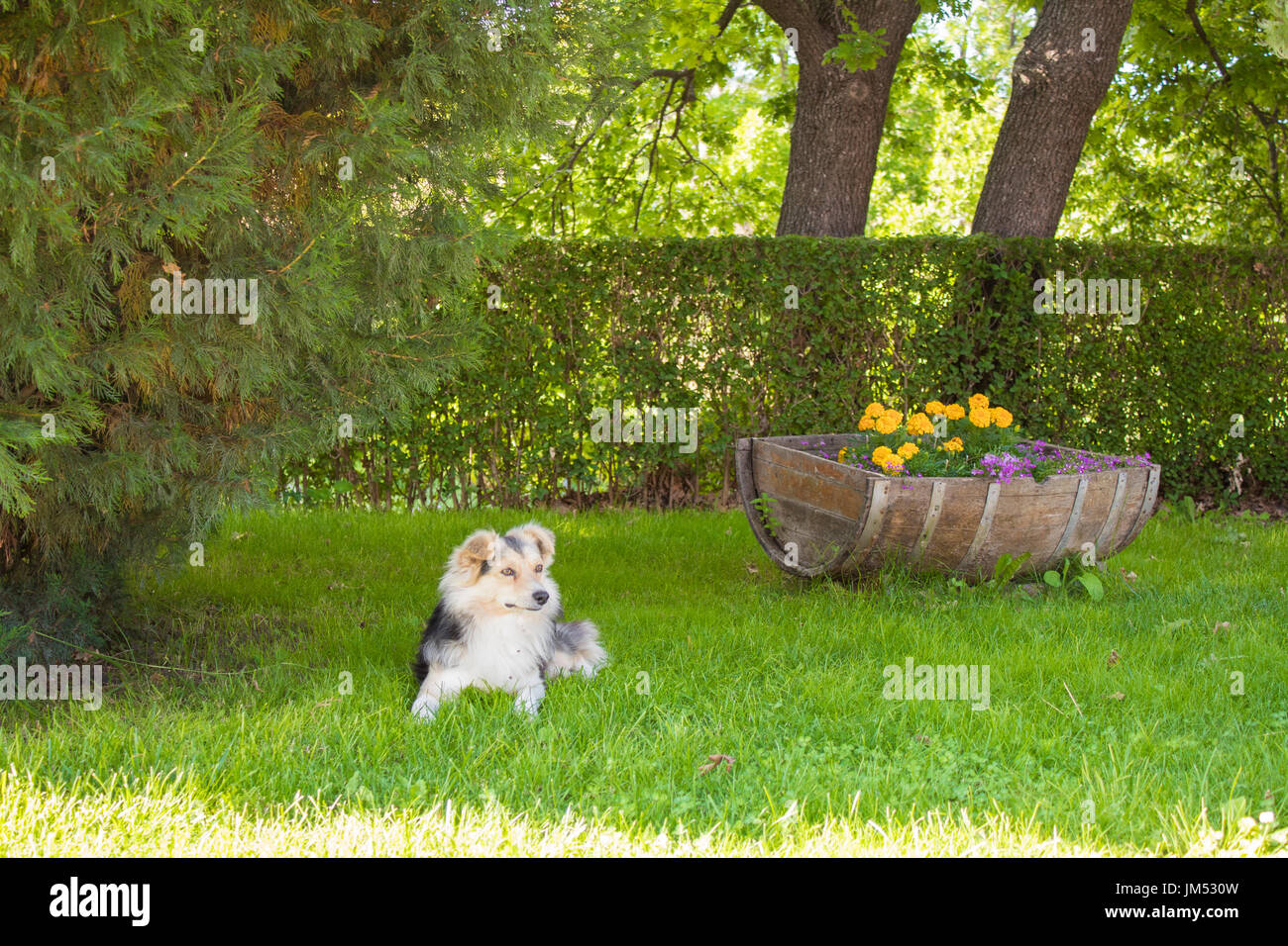 Un joli chien se relâcher à l'ombre Banque D'Images