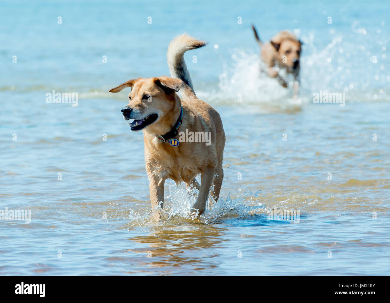 Beau brun lab mix moyennes chien qui court, jouant dans l'eau peu profonde et de sable sur la plage très heureux. Close up avec fond de l'océan Banque D'Images