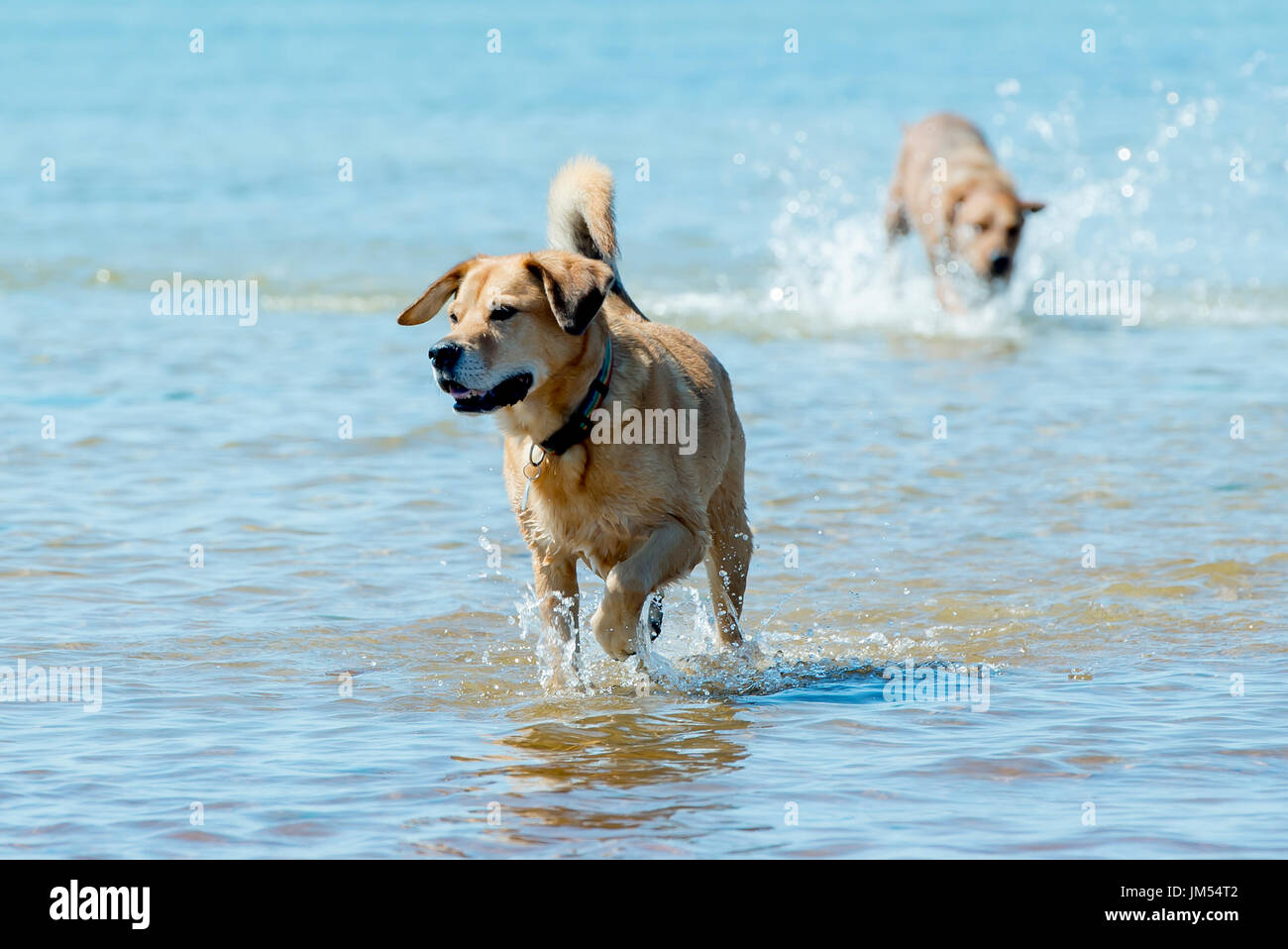 Beau brun lab mix moyennes chien qui court, jouant dans l'eau peu profonde et de sable sur la plage très heureux. Close up avec fond de l'océan Banque D'Images