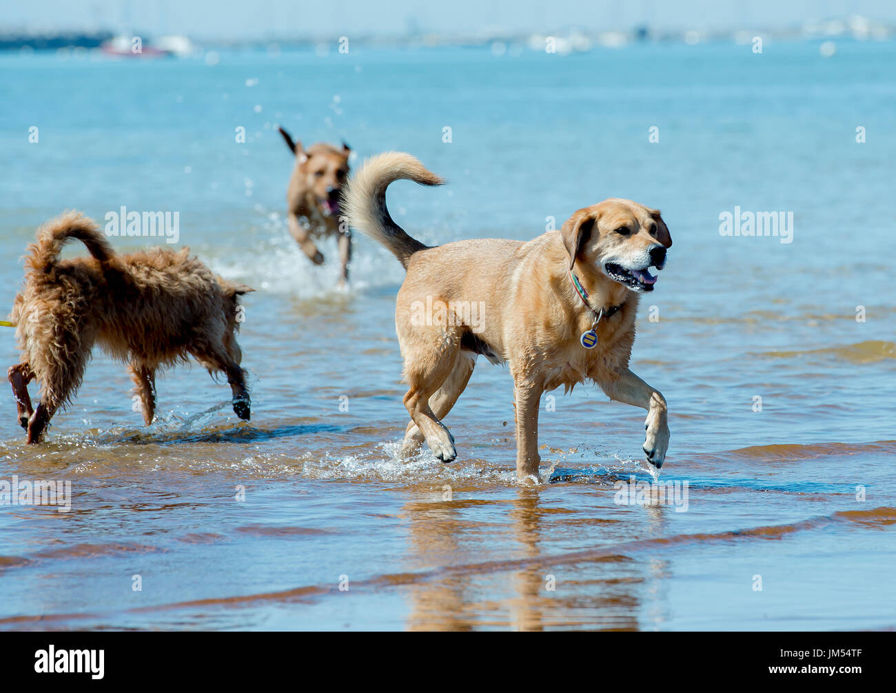 Les chiens heureux de jouer gratuitement en cours d'exécution qui s'ébattent sur la plage en eau peu profonde Provincetown, MA Banque D'Images
