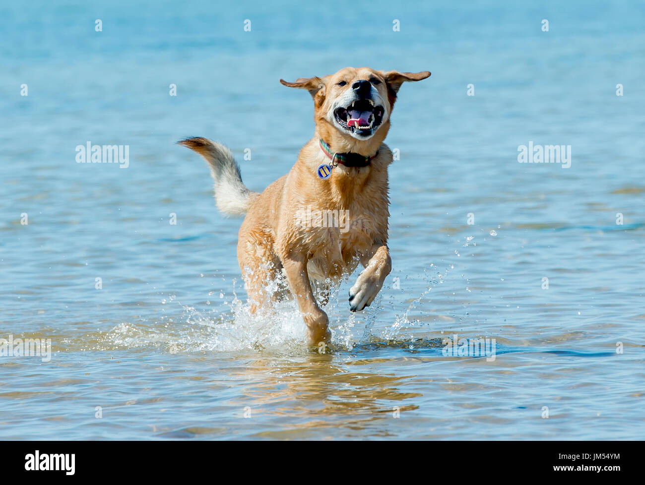 Beau brun lab mix moyennes chien qui court, jouant dans l'eau peu profonde et de sable sur la plage très heureux. Close up avec fond de l'océan Banque D'Images