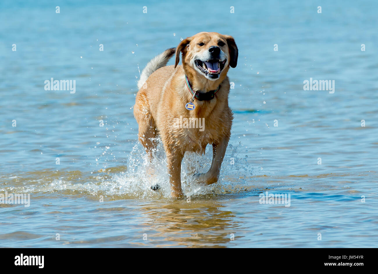 Beau brun lab mix moyennes chien qui court, jouant dans l'eau peu profonde et de sable sur la plage très heureux. Close up avec fond de l'océan Banque D'Images